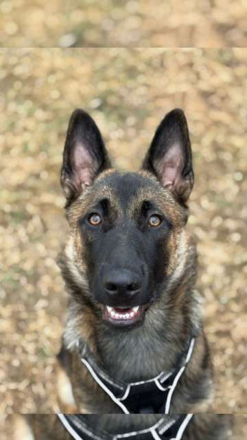 🌿 𝕭𝖆𝖑𝖆𝖉𝖊 𝖈𝖔𝖑𝖑𝖊𝖈𝖙𝖎𝖛𝖊 𝖉𝖚 𝟏𝟗 𝖏𝖚𝖎𝖑𝖑𝖊𝖙 𝖒𝖆𝖙𝖎𝖓 : une équation (presque) à plusieurs inconnues... que j’adore résoudre ! 🔍🐾

Ce matin, c’était une balade un peu spéciale… et très riche en enseignements ! Un groupe un peu plus grand que d’habitude, mais composé de chiens qui se connaissaient déjà presque tous, ce qui a facilité les choses. On avait :

🐕 Loola, Lasko, Tao, Vlad, Vanille (en culotte 😅), Romy et Arès – une jolie équipe, avec même une petite réunion de fratrie 🐾

💡 La gestion était fine et multiple : 👉 Vanille en chaleur 👙, avec 3 mâles entiers (dont 2 ados un peu fougueux 😬), 2 femelles stérilisées, et 1 mâle castré 👉 Des interactions à observer (et à ajuster) entre les deux jeunes mâles 👉 Des chiens en longes, car certains ne peuvent pas encore évoluer en liberté

🎯 Malgré (ou grâce à !) cette configuration, c'était une balade ultra intéressante, avec des humains à l'écoute et des chiens qui communiquent, s’ajustent, apprennent.

✨ Ce genre de moment me rappelle à quel point les balades collectives sont vivantes, stimulantes, et parfois un vrai jeu de stratégie canine. Et franchement… j’adore ça !

Merci à tous les humains pour leur confiance, leur écoute et leur bonne humeur 💚

#baladecollective #communicationcanine #chien #educationpositive #zencanitude #relationhumainchien #gestiondegroupes #baladeéducative #chiensheureux #zencanitude #comportementaliste #intervenanteeneducationetcomportement
#educatricecanin
#educationrespectueuse
#educationbienveilllante
#besoinsduchien
#chateauroux #chateaurouxmetropole #indre #chateauroux36 #chien #dog #educationcanine #educateurcanin