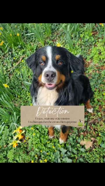 🧠🐾 Détection canine : quand le flair devient jeu et boulot sérieux !
Ce n’est pas "juste" sentir…
C’est penser, choisir, se canaliser, collaborer.

Chaque recherche, c’est un nouveau scénario,
une nouvelle énigme à résoudre,
un duo chien-humain qui s’affine.
💥 Des possibilités infinies pour faire cogiter les truffes et les neurones !

👉 Que tu sois débutant curieux ou mordu de détection,
il y a toujours un nouveau défi à relever.

🌪 Concentration, autocontrôle, précision, confiance…
Bienvenue dans un monde où ton chien travaille dur…
et toi aussi ! 😅

#détectioncanine #truffepower #teamflair #activiteintellectuelle #binômehumainchien #zencanitruffe  #zencanitude #comportementaliste #intervenanteeneducationetcomportement
#educatricecanin
#educationrespectueuse
#educationbienveilllante
#besoinsduchien
#chateauroux #chateaurouxmetropole #indre #chateauroux36 #chien #dog #educationcanine #educateurcanin #educationpositive #methodepositive