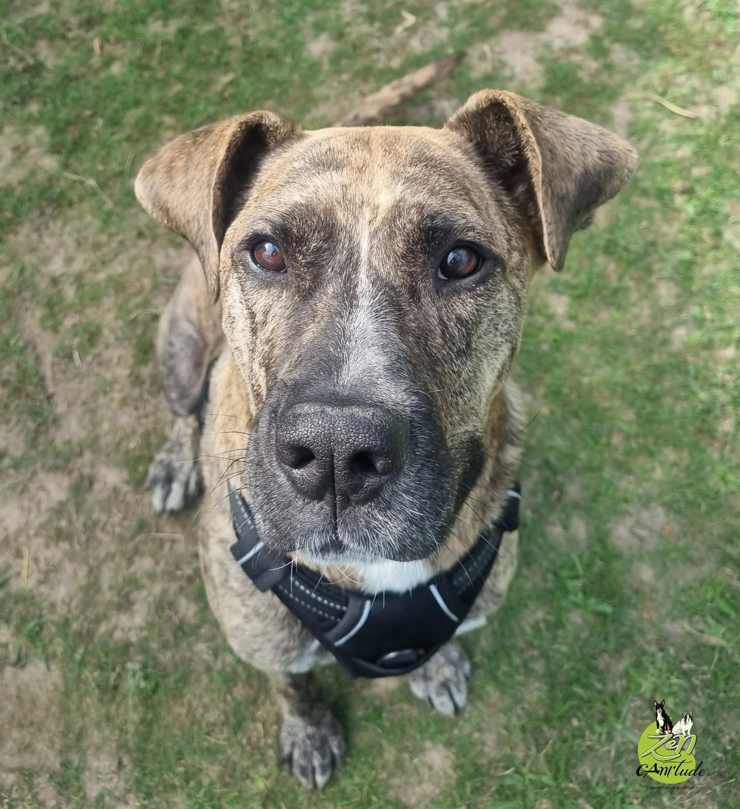 🐾 Diesel  3 ans 🐾

😔 Trouvé en Roumanie à 1 an avec un collier à picots
🏚️ 2 ans en fourrière
🚛 3 jours de camion pour arriver en France

💛 Aujourd’hui, Diesel avance avec courage et sensibilité
👀 Chaque signal compte : rien n’est sous-estimé, rien n’est banalisé
🧑‍🤝‍🧑 Son humain, ultra investi et à l’écoute, veut apprendre, connaître et anticiper les codes de communication de Diesel, pour transformer sa sensibilité en force et en confiance
🌟 Avec patience, douceur et constance, Diesel découvrira qu’un passé difficile ne définit pas son avenir ✨🍀

#Diesel #ChienRescue #SensibilitéCanine #EducationPositive #ConfianceEtRespect #PatienceEtAmour #LienHumainChien
#zencanitude #comportementaliste #intervenanteeneducationetcomportement
#educatricecanin
#educationrespectueuse
#educationbienveillante
#besoinsduchien
#chateauroux #chateaurouxmetropole #indre #chateauroux36 #chien #dog #educationcanine #educateurcanin #educationpositive #methodepositive #dogoftheday #dogphotography #doginstagram