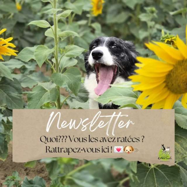 ✨ Et si chaque mail devenait un petit moment d’apprentissage partagé ? 💌

Chaque mois, mes clients reçoivent une dose d’💡inspiration éducative et d’outils concrets : une newsletter pensée avec soin, entre pédagogie, émotions et planning collectif à venir.

Aujourd’hui, je vous partage 📬 4 de celles envoyées depuis le début de l’année — un aperçu de ce fil doux qui me relie à tous les binômes que j’accompagne. 🐾🌿

Si tu veux suivre les prochaines 💫
👉 abonne-toi, sans pression, juste curiosité & bienveillance.
👉 envoi-moi un mail à zencanitude36@gmail.com 

Priscilla

#zencanitude #educationcanine #comportementaliste #comportementcanin #newsletterchien #pedagogiepositive #educationrespectueuse #binomehumanchien #chienheureux #chateauroux #educationbienveillante