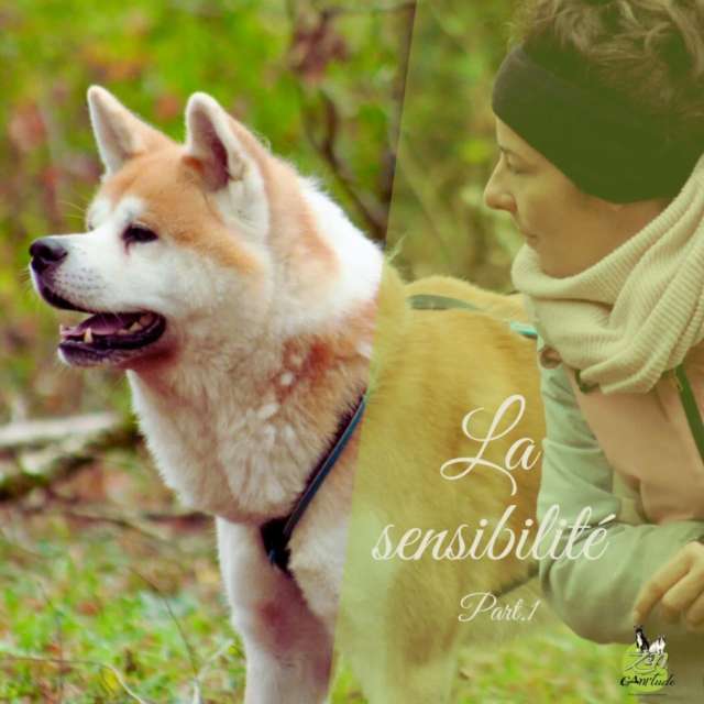 💛Pochi, akita inu de 6 ans.
Je l’ai connu tout petit, à 4 mois… déjà sensible, déjà submergé par un monde trop grand pour lui.

Par manque de bons conseils, il a été plongé dans “tout voir, tout vivre, tout de suite”.
Mais l’immersion, pour un chien sensible, ne construit pas : elle déborde.
Et Pochi s’est noyé dans les stimulations.

La ville est devenue impossible : sorties uniquement la nuit, refus de sortir le jour…
Une survie, pas une vie.

Solution déménagement. Puis la campagne. Le calme. L’espace pour respirer.
Et surtout… une relation de confiance patiemment construite, avec ses humains. Aujourd’hui cette confiance construite au fil de nos séances me permet de rentrer dans sa zone de confort comme si j’en faisais partie.

Maintenant, avec son humaine, on lui propose des activités olfactives douces. 
Elles l’aident à reprendre confiance, à se redécouvrir, à avancer sans se sentir envahi.
Notamment le mantrailing. Ce loisir qui engage le chien a chercher ...un humain souvent inconnu (et à obtenir une récompense 🤤 motivante)! 

En travaillant, il oublie sa sensibilité l'espace d'un instant. Il plonge dans ce monde olfactif qui lui permet une désensibilisation naturelle. Une thérapie subtile.

Pochi est l'exemple même et nous rappelle chaque jour :
💛 Qu’un chien sensible n’a pas besoin d’être forcé à affronter le monde. Bien au contraire...
🌿 Il a besoin d’être accompagné, respecté, compris, entendu.
🤝 Et que la confiance, quand elle est bien construite, devient une force incroyable et durable.

📸 : @marie_morin_osteoanimale_1245