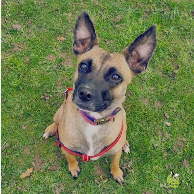 🌟Jade est une “petite” malinoise de 2 ans et demi… qui a pourtant la taille d’un chiot.
Pourquoi ?
🕳Parce qu’elle a vécu la première année de sa vie dans une cage, ou plutôt une boîte en bois, avec ses frères et sœurs… et leurs excréments. Pas de place, pas de soins, pas de vraie nourriture.

🏡Elle a ensuite connu deux familles d’accueil.
Dans l’une d’elles, il y a eu un drame : un concours de circonstances qui a coûté la vie au chihuahua du foyer. La différence de taille a été fatale... Un confli ? Une discorde ? Jouet convoité ? Miette au sol ?
On ne saura jamais.

🔎Ce qu’on sait, c’est que la consanguinité et son vécu ont entraîné un retard de croissance important. Nourrie au pain et à l’eau, elle a développé une protection de ressources, ce qui est complètement logique quand on a manqué de tout.

🌪Jade a encore parfois du mal à gérer le “trop” et le “pas assez” – trop de stimulations, trop d’émotions, ou pas assez de repères.
🌞Mais c’est aussi une petite puce résiliente, tenace, et avec une capacité d’apprentissage incroyable. Nous l’avons initiée à la détection : elle adore ça et elle progresse très vite.

💚C’est une chienne très proche de l’humain, qui s’épanouit quand on la comprend et qu’on la fait travailler intelligemment.

✨ Et aujourd’hui… Jade a trouvé sa famille pour la vie.
Espérons que ce soit enfin la bonne, celle qui lui offrira stabilité, compréhension, et un quotidien à la hauteur de tout ce qu’elle a à donner.

🙏 Merci à Humani’Pattes de l’avoir sauvée, portée et accompagnée jusqu’à cette nouvelle étape.