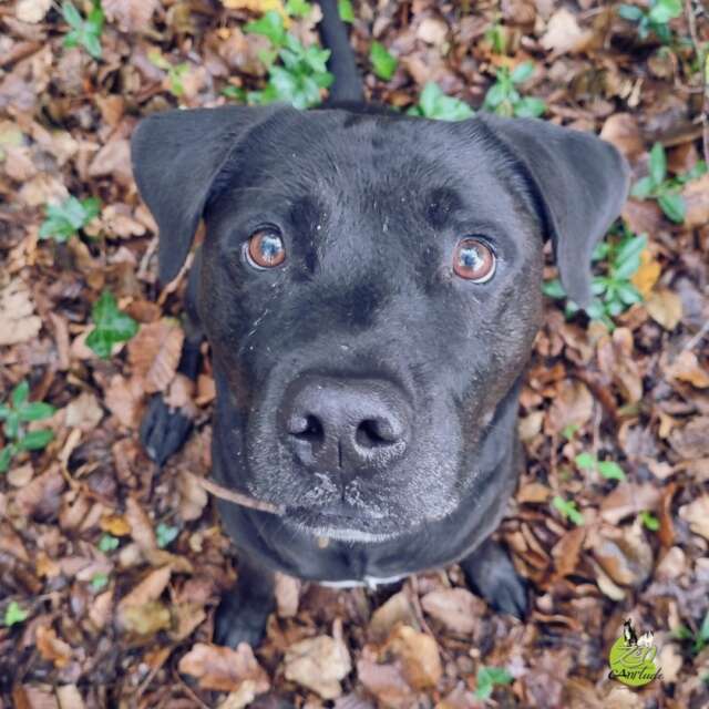 Ton chien se prend pour un cheval de trait en balade ? 🐴💥

Si chaque sortie ressemble à une séance de musculation où ton chien te tracte au bout de la laisse, cet exemple avec Tim (croisé Labrador x Staffie) va te parler !

Quand on a un chien puissant qui tire, le premier réflexe humain est souvent de raccourcir la laisse, de la maintenir courte et tendue.

Pourquoi tu fais ça ? À cause d'un biais cognitif. 🧠

💡 Le point neuro : Un biais cognitif, c'est un raccourci mental automatique. Ton cerveau se dit : « S'il tire, je réduis l'espace pour garder le contrôle ».

Sauf que c'est une impasse : la tension appelle la tension. Laisse courte = frustration démultipliée = un chien qui tire encore plus fort.

En lui donnant de la longueur (une longe) et plus d'espace, on répond enfin à ses besoins d'exploration et de flair. Résultat : la pression redescend et la connexion se crée.

⚠️ Attention cependant : Passer à la longe ne veut pas dire le laisser foncer à toute puissance en bout de sangle !

Pour une marche en laisse polie et sereine :
1️⃣ On commence par la liberté... dans le jardin ! 🏡 C'est le terrain idéal, sans stimulation, pour poser les bases.
2️⃣ On s'appuie sur les 3D (Distance, Durée, Distraction) pour augmenter la difficulté très progressivement.
3️⃣ On applique le principe de Premack : un fondamental indispensable pour que l'exploration devienne la récompense du calme.

Proposer du champ à ton chien, c'est bien. Lui apprendre à gérer cet espace sans te démonter l'épaule, c'est encore mieux ! 😉

#educationcanine #comportementcanin #zencanitude #educationpositive #besoinsfondamentaux