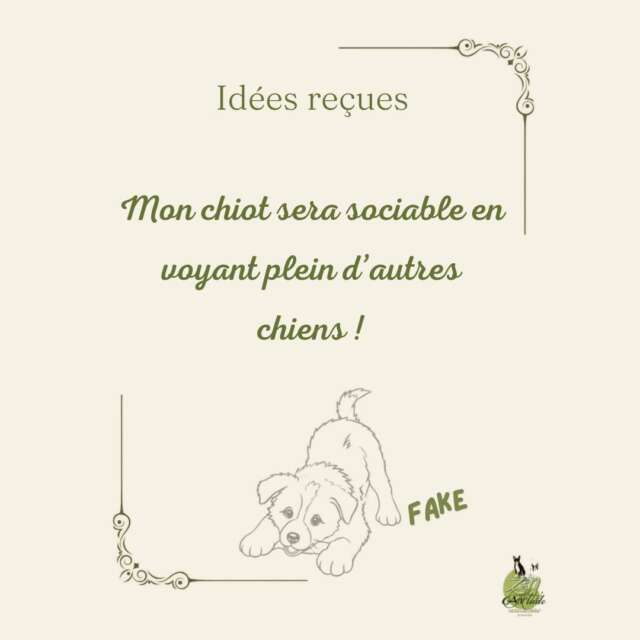 « Il faut qu’il voie tous les chiens
pour devenir sociable ! » 🛑🐕

Je me répète encore... mais cette idée reçue a la vie
dure. Je l'entends quasi à chaque nouvelle prise en
charge, et il faut qu'on en (re)parle !

On pense souvent qu'en multipliant les contacts à
chaque coin de rue avec n’importe quel congénère,
notre chiot va devenir un modèle de sociabilité. C'est
faux. 💥

Forcer un chiot à dire bonjour à tous les chiens, c'est
comme obliger un enfant à serrer dans ses bras tous
les inconnus dans la rue : cela crée de l'insécurité.

🧠 Dans sa tête :
Si le chiot subit des interactions brusques, son cerveau
bascule en mode survie. Au lieu d'aimer les autres, il
apprend que le monde canin est stressant.

⚠️ Le piège des parcs à chiens (et des humains
statiques)
Les parcs clos sont souvent vendus comme le
paradis... ils sont pourtant presque dangereux.
La loterie émotionnelle : Des chiens de tous profils
mélangés sans filtre dans un espace restreint.
Le piège des humains immobiles : Pendant que les
chiens gèrent des tensions en roue libre, les humains
restent plantés au milieu en papotant, incapables de
lire les signaux ou d'intervenir. Il est souvent même
pensé que les chiens vivent leur meilleure vie à jouer
🤦🏽‍♀️... C'est plus de l'épuisement émotionnel avec de
mauvais apprentissages à la clé!

✅ La vraie clé :
La socialisation, c'est la qualité, pas la quantité.
1️⃣ Choisir des adultes équilibrés et bienveillants (les
tontons/tatas formateurs).
2️⃣ Apprendre qu'on peut croiser des congénères...
sans aller les voir.
3️⃣ Rester en mouvement et être son repère stable.

Un chien bien dans ses pattes qui sait (et peut) ignorer
les autres, fait preuve d'une grande maturité sociale !
💚

#educationcaninepositive #chiot #socialisationcanine
#comportementalistecanin #bienetreanimal
#mythescanins #zencanitude
