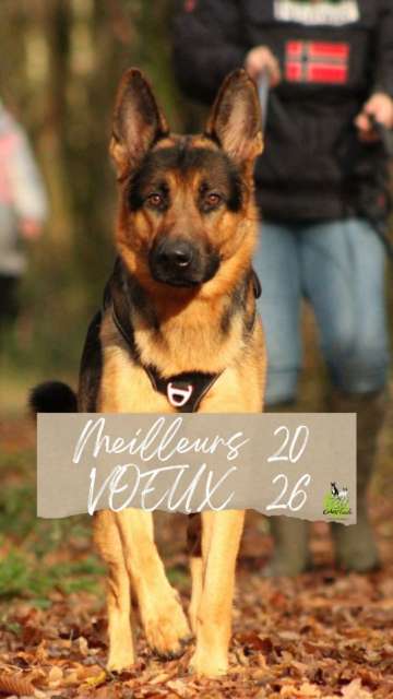 🌟Pour ce début de nouvelle année, il est de tradition de souhaiter une multitude de belles choses à venir.

De mon côté, j’aime dire meilleurs vœux.

Je trouve que c'est plus juste, plus ouvert, que d’imposer une bonne année ou une bonne santé. Nous ne savons pas. Nous ne pouvons pas savoir.

🎁En revanche, meilleurs vœux laisse un champ libre.
Un champ libre pour façonner nos souhaits, ajuster nos objectifs à notre rythme de vie, à nos propres convictions.
Alors je vous souhaite de rêver, de réfléchir, et de réaliser vos meilleurs vœux.

💖Merci à vous de me suivre, de me faire confiance, et de faire en sorte que ce bouche-à-oreille reste ma plus belle publicité.

😶‍🌫️L’année n’a pas été simple, comme pour beaucoup. Mais nos chiens, nos animaux, sont de véritables sources d’inspiration et de régénération.
J’espère que, cette année encore, j’aurai l’occasion d’accompagner des binômes vers une meilleure compréhension de leurs besoins, de leur communication, et de la connexion qui fonde leur relation. Mais aussi de réaliser de nouveaux projets.

🎉Joyeux 2026.
Qu’elle vous apporte ce dont vous avez réellement besoin.

Ps: Difficile de faire un réel d'une année en moins d'une minute, je m'excuse de pas avoir mis tout le monde 😚

#zencanitude #comportementaliste #intervenanteeneducationetcomportement
#educateurcanin
#educationrespectueuse