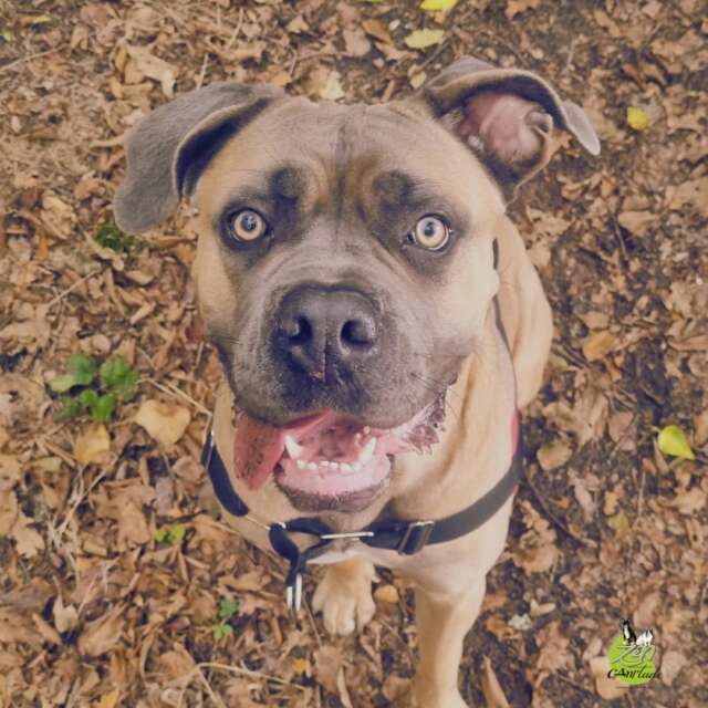 𝐴b𝑏i𝑒 : 𝐿a f𝑜r𝑐e n𝑒 𝑔u𝑒́r𝑖t p𝑎s l𝑎 𝑝e𝑢r🐾
Charger les invités à la maison. Charger les passants dans la rue. Réagir aux autres chiens.

Voici le quotidien d'Abbie, une Cane Corso d'une grande sensibilité, avant que ses humains ne cherchent de l'aide. Mais au lieu de recevoir un accompagnement adapté, on leur a vendu un collier étrangleur et une approche basée sur le rapport de force.

🛑 Pourquoi la coercition est une illusion
Utiliser la douleur ou la contrainte sur un chien réactif n'enlève pas sa peur : cela la confirme. Et sur un chien puissant comme le Cane Corso, le piège est encore plus dangereux.

En bloquant physiquement un chien qui exprime son mal-être, on ne règle rien. On masque temporairement le symptôme tout en augmentant l'anxiété interne. C'est le meilleur moyen d'aggraver la réactivité à moyen terme.

💡 Ce que la bienveillance et l'éthologie apportent
Premier bilan comportemental : Abbie m'a chargée à mon arrivée. Résultat ? 30 à 45 minutes de patience et de respect de sa bulle avant de pouvoir entrer dans le parc avec elle.

Séance suivante : En seulement 5 à 10 minutes, Abbie venait spontanément chercher l'interaction, apaisée et en confiance.

Sans cri, sans douleur, sans collier punitif.

🌿 Ce qu'il faut retenir
Quand un chien charge, il demande de l'espace et de la sécurité. Lui infliger de la douleur ne fera jamais naître de la sérénité.

Merci à ses humains d'avoir dit STOP aux méthodes archaïques et dénuée de sens pour offrir à Abbie une prise en charge respectueuse de son intégrité émotionnelle. ❤️
💬 Avez-vous déjà dû dire non à une méthode coercitive pour protéger votre chien ?

📌 #comportementalistecanine #educationcanine #zencanitude #canecorso #chienreactif #methodespositives #bienetrecanin