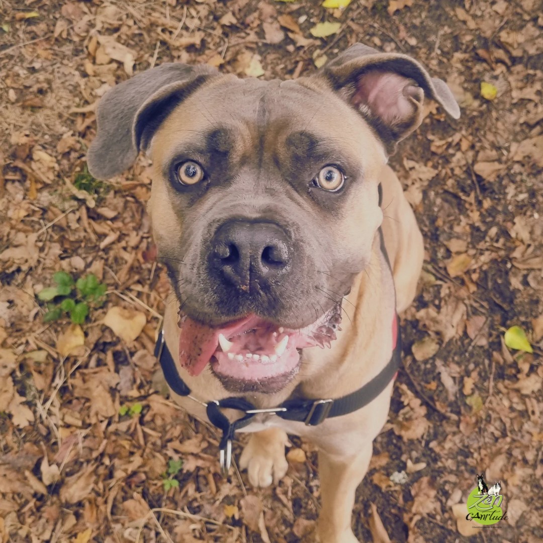 𝐴b𝑏i𝑒 : 𝐿a f𝑜r𝑐e n𝑒 𝑔u𝑒́r𝑖t p𝑎s l𝑎 𝑝e𝑢r🐾
Charger les invités à la maison. Charger les passants dans la rue. Réagir aux autres chiens.

Voici le quotidien d'Abbie, une Cane Corso d'une grande sensibilité, avant que ses humains ne cherchent de l'aide. Mais au lieu de recevoir un accompagnement adapté, on leur a vendu un collier étrangleur et une approche basée sur le rapport de force.

🛑 Pourquoi la coercition est une illusion
Utiliser la douleur ou la contrainte sur un chien réactif n'enlève pas sa peur : cela la confirme. Et sur un chien puissant comme le Cane Corso, le piège est encore plus dangereux.

En bloquant physiquement un chien qui exprime son mal-être, on ne règle rien. On masque temporairement le symptôme tout en augmentant l'anxiété interne. C'est le meilleur moyen d'aggraver la réactivité à moyen terme.

💡 Ce que la bienveillance et l'éthologie apportent
Premier bilan comportemental : Abbie m'a chargée à mon arrivée. Résultat ? 30 à 45 minutes de patience et de respect de sa bulle avant de pouvoir entrer dans le parc avec elle.

Séance suivante : En seulement 5 à 10 minutes, Abbie venait spontanément chercher l'interaction, apaisée et en confiance.

Sans cri, sans douleur, sans collier punitif.

🌿 Ce qu'il faut retenir
Quand un chien charge, il demande de l'espace et de la sécurité. Lui infliger de la douleur ne fera jamais naître de la sérénité.

Merci à ses humains d'avoir dit STOP aux méthodes archaïques et dénuée de sens pour offrir à Abbie une prise en charge respectueuse de son intégrité émotionnelle. ❤️
💬 Avez-vous déjà dû dire non à une méthode coercitive pour protéger votre chien ?

📌 #comportementalistecanine #educationcanine #zencanitude #canecorso #chienreactif #methodespositives #bienetrecanin