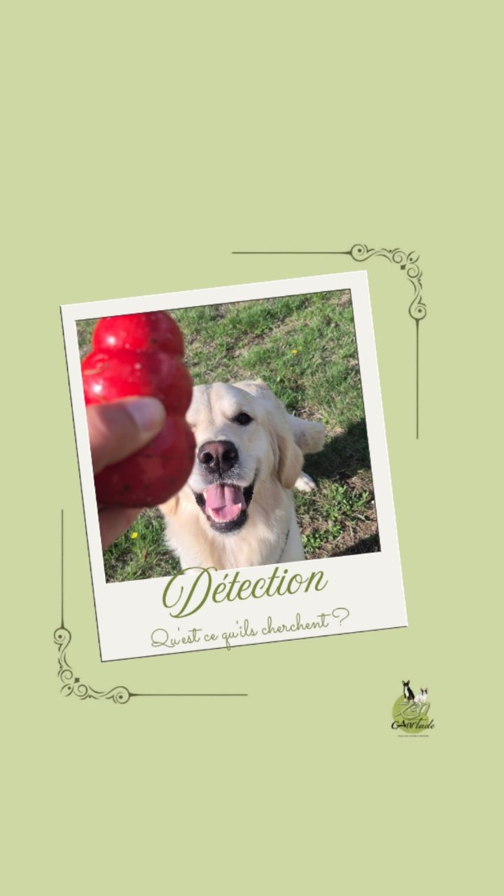 ​« Tu savais que nos chiens avaient un super-pouvoir ? » 🦸‍♂️🐶

​On me pose très souvent la question en session : « Mais au juste, qu’est-ce qu’ils cherchent comme ça ? »

​Leur super-pouvoir, c'est leur flair hors du commun. Un univers olfactif tellement fin qu'il dépasse tout ce qu'on peut imaginer ! 🧠👃

​En détection, on ne cherche pas de grosses cibles bien visibles. Quand les recherches sont bien menées et que le chien gagne en précision, on finit par cacher... des morceaux de Kong si minuscules qu’il faut une pince pour les manipuler ! 🤏🔍

​Et le plus fou ?

Pour ton chien, cette miette de caoutchouc cachée au sol, en hauteur, sous, sur un support,.... Et selon la progressivité et les fo’dations de l'apprentissage, l'image olfactive devient comme une enseigne néon qui clignote au milieu de la nuit. ✨

​La détection, c'est l'activité ultime pour :
1️⃣ Activer ce super-pouvoir naturel.
2️⃣ Fatiguer sainement le cerveau (10 min de flair = l'équivalent d'une petite balade !).
3️⃣ Offrir une immense satisfaction cognitive et apaiser le mental.

​Alors, prêt à faire chauffer la truffe de ton super-héros ? 😉
#activitéolfactive #zencanitude #comportementcanin #besoinduchien #éducationcanine