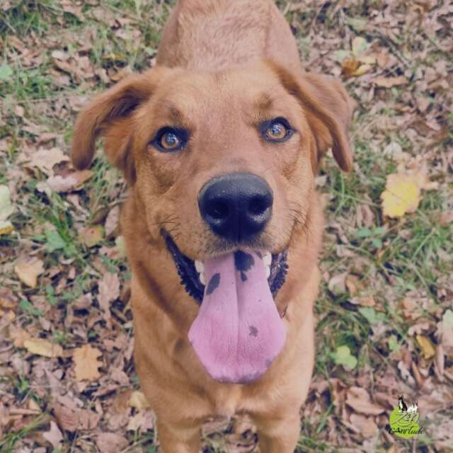 📷 Davos : Remplacer l'immersion par la sécurité 🐾
3 ans. C'est le temps qu'a passé Davos entre 1 an de divagation autonome et 2 ans enfermé en chenil.

Depuis 2 mois, il vit dans son nouveau foyer. Passer d'une vie d'isolement à une maison avec des interactions humaines quasi non-stop est un séisme émotionnel. Des émotions intenses (frustration, peur, colère) émergent, et il réagit aux chiens, véhicules et passants.

🛑 L'idée reçue : « Il faut qu'il voie du monde »
Ses humains voulaient tellement bien faire qu'ils le sortaient à 18h, en plein pic d'activité, pour « le confronter à la vraie vie ».

C'est l'erreur la plus fréquente : confondre socialisation et immersion.

Exposer un chien saturé à un environnement trop riche ne l'habitue pas : cela surcharge son système nerveux. Résultat ? Le stress s'accumule, le chien ne redescend jamais, et l'anxiété devient chronique.

👉 Ma décision ? Supprimer la balade de 18h. Pour apprendre, Davos a d'abord besoin de baisser la pression, et ainsi créer des moments de jeux en safe place avec ses humains pour développer la relation de confiance.

💡 Changer nos réflexes
La caresse n'est pas toujours une récompense : Un chien saturé d'interactions n'a pas besoin de contact tactile supplémentaire, mais d'espace et de distance.

Ajuster nos attentes : On rêve tous de faire du sport avec son chien ou de recevoir du monde. Mais plus on projette nos attentes, plus on s'éloigne de sa vraie nature et de ses besoins actuels.

Davos aura besoin de plus de temps qu'un chien au parcours "standard". 

Un grand merci à ses humains d'avoir accepté de changer de regard pour lui offrir la sécurité dont il a tant besoin. ❤️

💬 Avez-vous déjà dû renoncer au « chien idéal » pour apprendre à écouter le chien réel en face de vous ?

📌 #comportementalistecanine #educationcanine #chienadopté #resiliencecanine #zencanitude