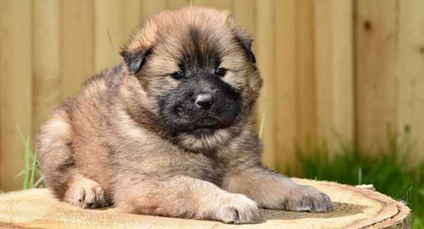 Eduquer son chiot avec Zen Canitude