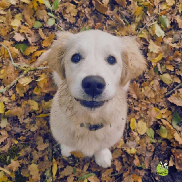 « Vous faites des cours collectifs pour les chiots, pour travailler la socialisation ? »

C’est une question que l’on me pose régulièrement.

Et la réponse est… non, enfin pas vraiment!

Je ne fais pas d’école du chiot.

Pas parce que je pense que les chiots n’ont pas besoin de rencontres. 
Au contraire ! La socialisation est essentielle.

Mais mettre plusieurs chiots ensemble dans un espace restreint ne suffit pas à socialiser un chiot.

Et parfois, cela peut même produire l’inverse de ce que l’on recherche.

Imaginez une classe avec 10 ou 15 enfants.

On les met tous ensemble dans une petite pièce, sans possibilité de s’éloigner, en leur demandant de se côtoyer, de jouer, de communiquer correctement…

Même avec un adulte qui intervient de temps en temps, vous imaginez assez facilement le résultat. 😅

Pour les chiots, c’est pareil.

Un chiot apprend énormément par le mouvement, l’exploration, la possibilité de prendre de la distance, d’observer, de renoncer, de revenir vers son humain…

La socialisation, ce n’est pas multiplier les contacts. 
C’est multiplier les expériences de qualité.

🌿 Découvrir différents environnements 
🚗 Entendre et observer des choses nouvelles 
👣 Rencontrer des humains différents 
🐕 Observer des chiens adultes compétents et respectueux 
👃 Explorer, renifler, se déplacer 
🧠 Apprendre à gérer de petites nouveautés 
🏠 Pouvoir aussi se reposer et ne rien faire

Et surtout : ne pas confondre socialisation et sociabilité.

Un chiot n’a pas besoin d’aimer tous les chiens.

Il a besoin d’apprendre qu’il peut croiser, observer, communiquer, s'éloigner et continuer sa vie sans que chaque rencontre devienne un événement.

C’est aussi pour cela que je ne suis pas une adepte du « parc à chiots » où tout le monde reste plus ou moins au même endroit, à proximité les uns des autres.

Le mouvement, l'exploration et l’espace permettent justement aux chiens de mieux communiquer.

Alors oui, je travaille avec les chiots.

Mais pas en les mettant tous ensemble pour « les sociabiliser ».

Je préfère leur apprendre à "vivre dans le monde." 🌎🐾

Et ça, c’est une toute autre histoire.

#zencanitude #comportementcanin #respectdesbesoins