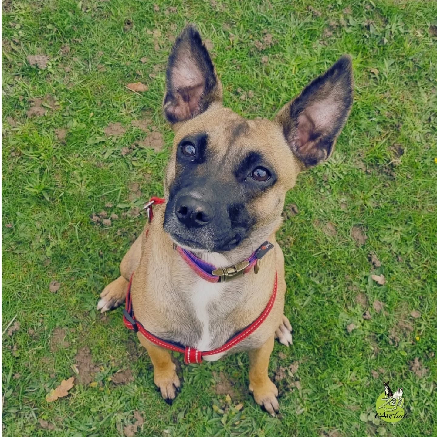 🌟Jade est une “petite” malinoise de 2 ans et demi… qui a pourtant la taille d’un chiot.
Pourquoi ?
🕳Parce qu’elle a vécu la première année de sa vie dans une cage, ou plutôt une boîte en bois, avec ses frères et sœurs… et leurs excréments. Pas de place, pas de soins, pas de vraie nourriture.

🏡Elle a ensuite connu deux familles d’accueil.
Dans l’une d’elles, il y a eu un drame : un concours de circonstances qui a coûté la vie au chihuahua du foyer. La différence de taille a été fatale... Un confli ? Une discorde ? Jouet convoité ? Miette au sol ?
On ne saura jamais.

🔎Ce qu’on sait, c’est que la consanguinité et son vécu ont entraîné un retard de croissance important. Nourrie au pain et à l’eau, elle a développé une protection de ressources, ce qui est complètement logique quand on a manqué de tout.

🌪Jade a encore parfois du mal à gérer le “trop” et le “pas assez” – trop de stimulations, trop d’émotions, ou pas assez de repères.
🌞Mais c’est aussi une petite puce résiliente, tenace, et avec une capacité d’apprentissage incroyable. Nous l’avons initiée à la détection : elle adore ça et elle progresse très vite.

💚C’est une chienne très proche de l’humain, qui s’épanouit quand on la comprend et qu’on la fait travailler intelligemment.

✨ Et aujourd’hui… Jade a trouvé sa famille pour la vie.
Espérons que ce soit enfin la bonne, celle qui lui offrira stabilité, compréhension, et un quotidien à la hauteur de tout ce qu’elle a à donner.

🙏 Merci à Humani’Pattes de l’avoir sauvée, portée et accompagnée jusqu’à cette nouvelle étape.
